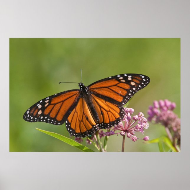 Monarch Butterfly male on Swamp Milkweed Poster (Front)