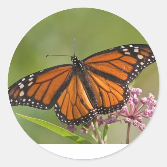 Monarch Butterfly male on Swamp Milkweed Sticker (Front)