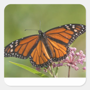 Monarch Butterfly male on Swamp Milkweed Sticker