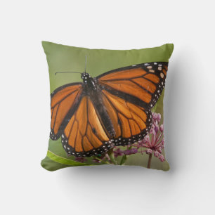 Monarch Butterfly male on Swamp Milkweed Throw Pillow