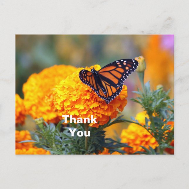 Monarch Butterfly Marigold Photo Thank You Postcard (Front)