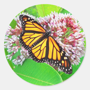 Monarch Butterfly Milkweed Flower Sticker