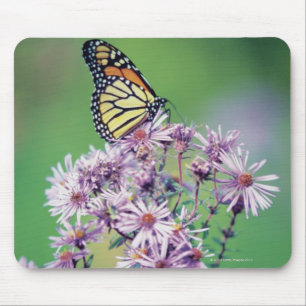 Monarch Butterfly Mouse Pad