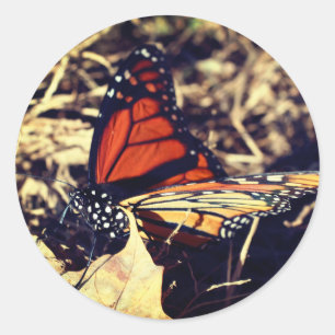 Monarch Butterfly Nature  Classic Round Sticker