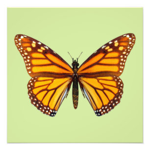 Monarch Butterfly Nature Wall Art