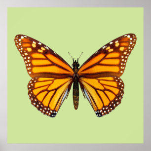 Monarch Butterfly Nature Wall Art