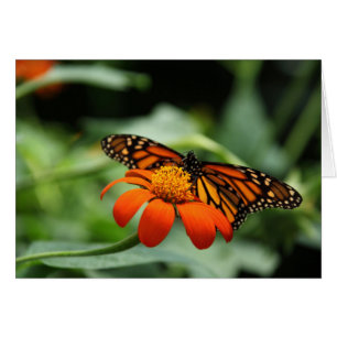 Monarch Butterfly Note Card