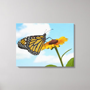 Monarch Butterfly on a Black Eyed Susan Canvas Print