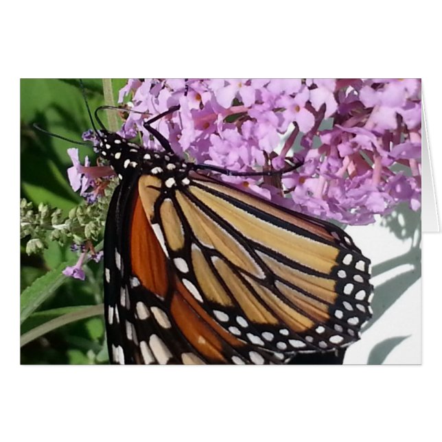 Monarch Butterfly on a Butterfly Bush (Front Horizontal)