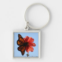 Monarch Butterfly on a Dahlia