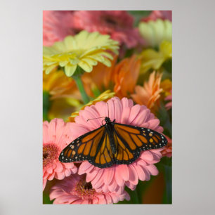 Monarch Butterfly on a Gerbera Danaus Plexippus Poster