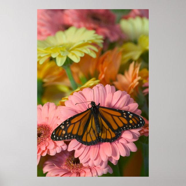 Monarch Butterfly on a Gerbera| Danaus Plexippus Poster (Front)