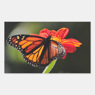 Monarch Butterfly on a Mexican Sunflower Torch Sticker