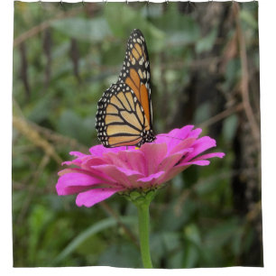 Monarch Butterfly on a Pretty Pink Zinnia Flower
