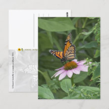 Monarch Butterfly on a Purple Coneflower, NYC -