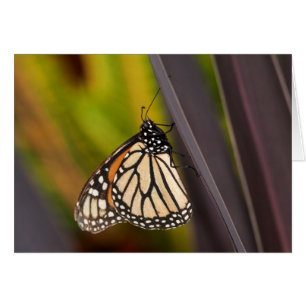 Monarch Butterfly on Agave