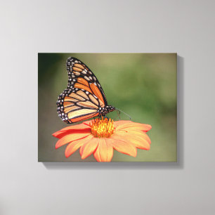 Monarch Butterfly on an orange flower Canvas Print