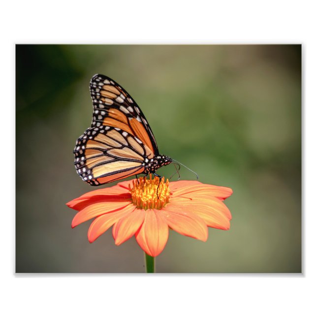 Monarch Butterfly on an orange flower Photo Print (Front)