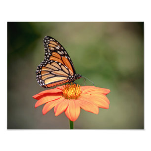Monarch Butterfly on an orange flower Photo Print