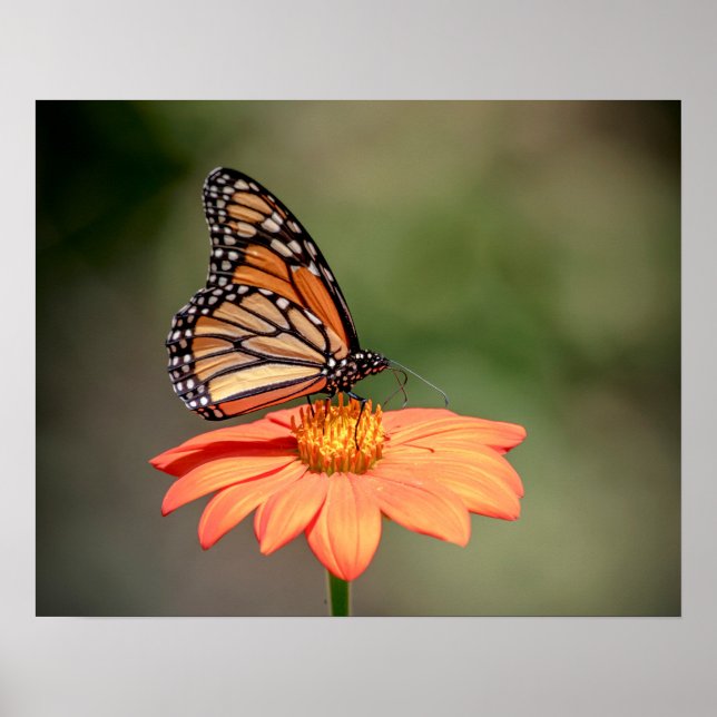 Monarch Butterfly on an orange flower Poster (Front)