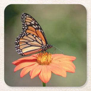 Monarch Butterfly on an orange flower Square Paper Coaster