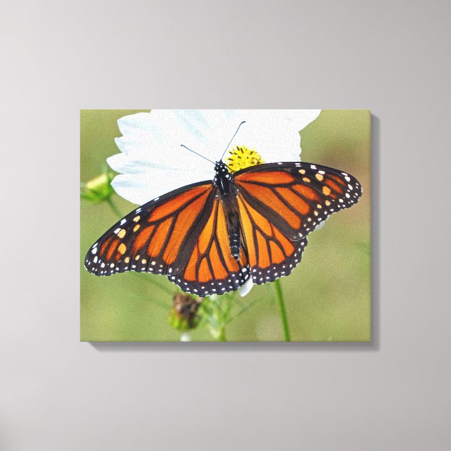 Monarch Butterfly on Cosmos Canvas Print (Front)