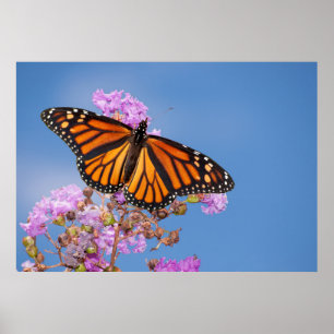 Monarch Butterfly on Crape Myrtle Poster