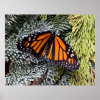 Monarch butterfly on evergreens
