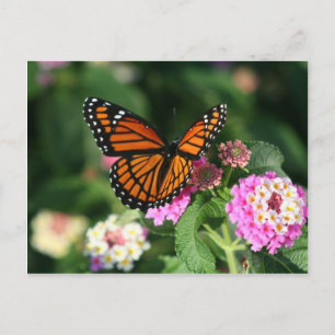 Monarch Butterfly on Lantana Flower Postcard