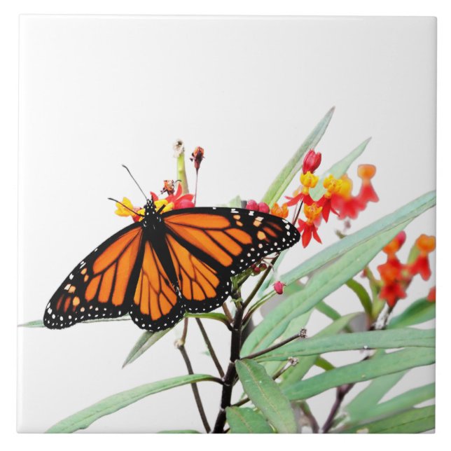Monarch Butterfly on Milkweed Blooms, on White  Tile (Front)