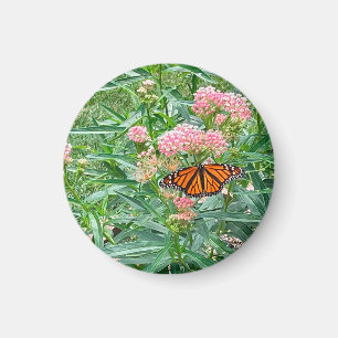 Monarch Butterfly on Milkweed Magnet