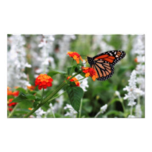 Monarch Butterfly on Orange and Red Lantana Photo Print
