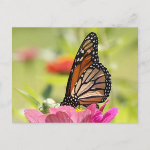 Monarch Butterfly on Pink Flower Postcard