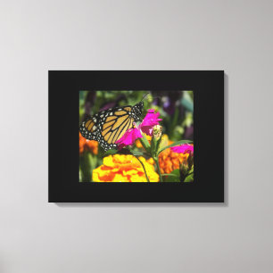Monarch Butterfly on pink marigold Canvas Print