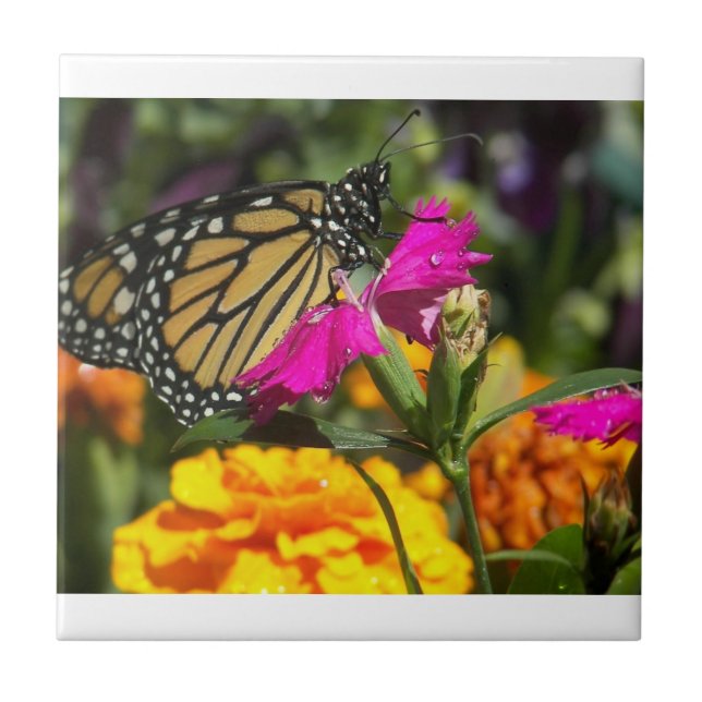 Monarch Butterfly on pink marigold-tile Tile (Front)