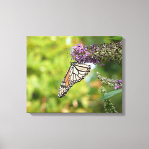 Monarch Butterfly on Purple Butterfly Bush Canvas Print