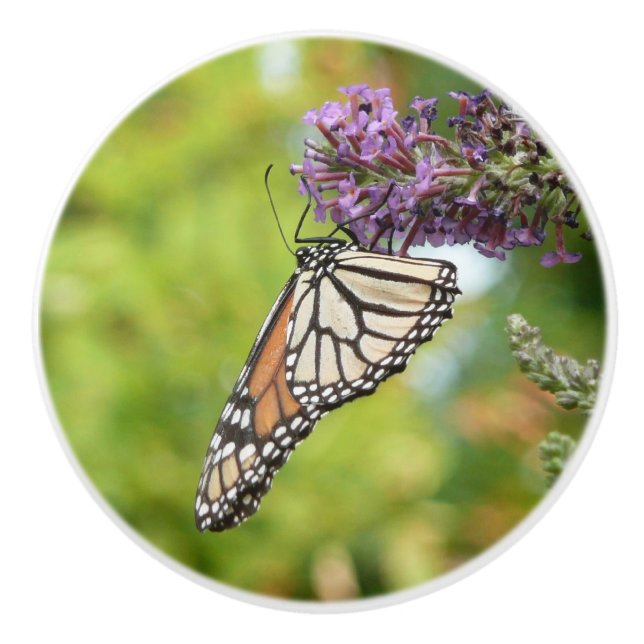 Monarch Butterfly on Purple Butterfly Bush Ceramic Knob (Front)