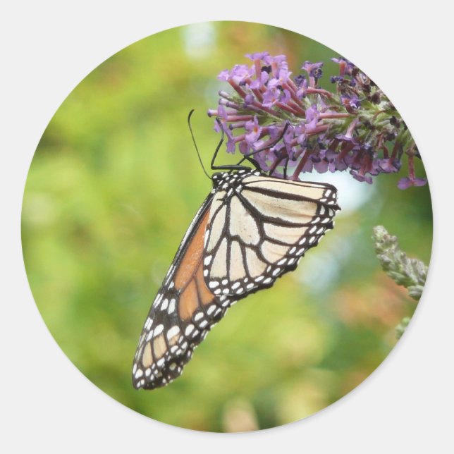 Monarch Butterfly on Purple Butterfly Bush Classic Round Sticker (Front)