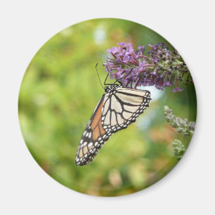 Monarch Butterfly on Purple Butterfly Bush Magnet