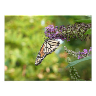 Monarch Butterfly on Purple Butterfly Bush Photo Print