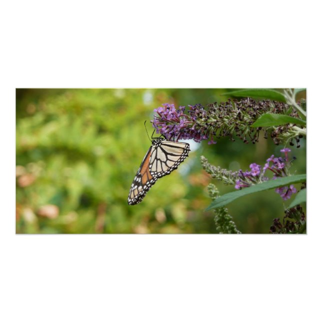 Monarch Butterfly on Purple Butterfly Bush Poster (Front)