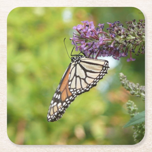 Monarch Butterfly on Purple Butterfly Bush Square Paper Coaster (Front)
