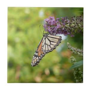 Monarch Butterfly on Purple Butterfly Bush Tile