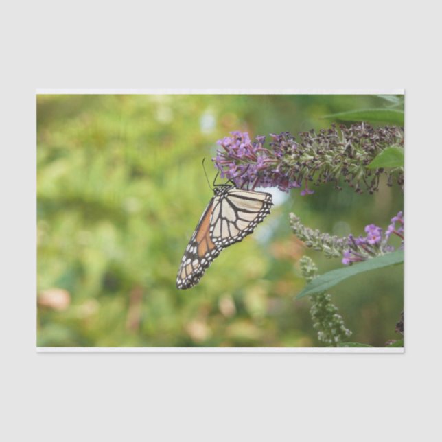 Monarch Butterfly on Purple Butterfly Bush Tissue Paper (Front)