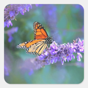 Monarch Butterfly on Purple lilac Flower Square Sticker