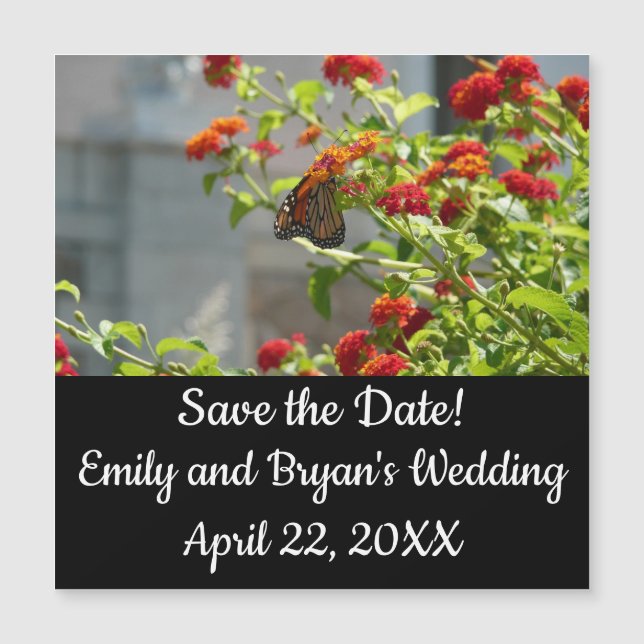 Monarch Butterfly on Red Butterfly Bush (Front)