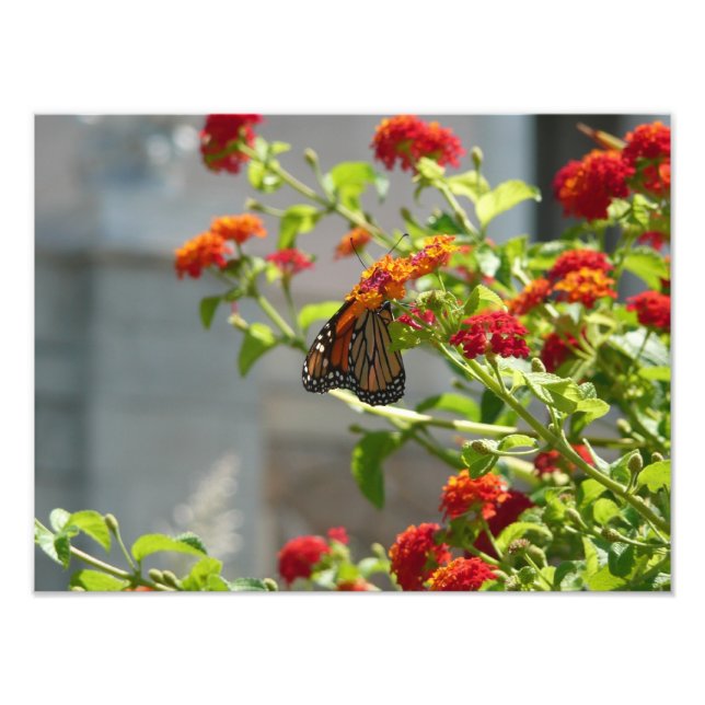Monarch Butterfly on Red Butterfly Bush Photo Print (Front)