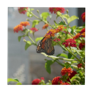 Monarch Butterfly on Red Butterfly Bush Tile