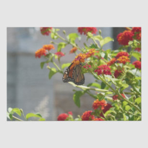 Monarch Butterfly on Red Butterfly Bush Tissue Paper