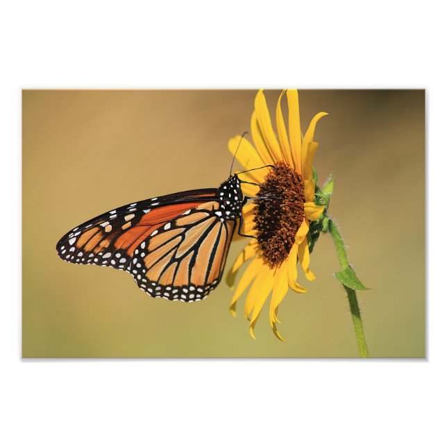 Monarch Butterfly on Sunflower Photo Print (Front)